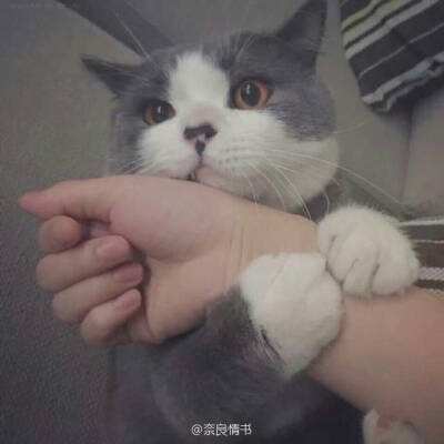 我的勇者oppo版下载
